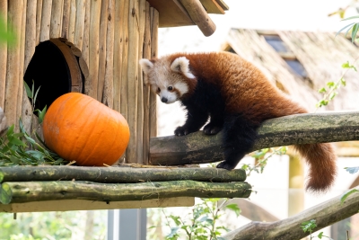 01 WMSP Red panda cub and pumpkin