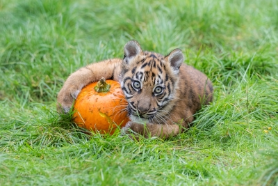 01 WMSP Tiger cub and pumpkin
