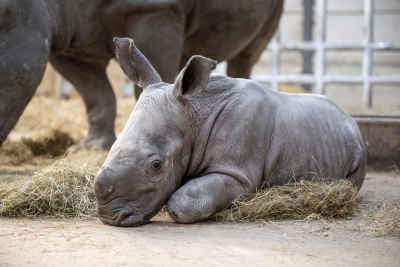 WMSP Baby Rhino Born 18-01-24 pic1