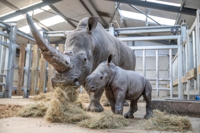 WMSP Baby Rhino Born 18-01-24 pic2