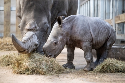 WMSP Baby Rhino Born 18-01-24 pic3